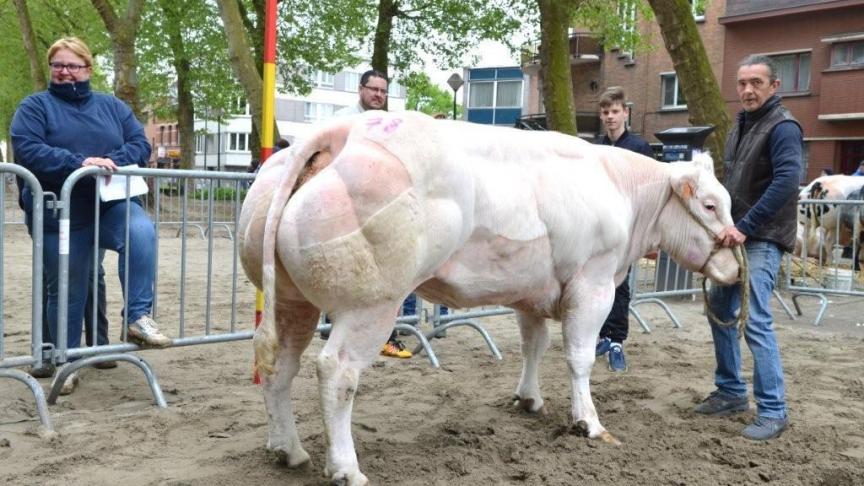 Wanaka d’Atrive (v. Sheriff), eerste prijs oudere vaarzen reeks C.  Eig.: Robberechts L., Perk.