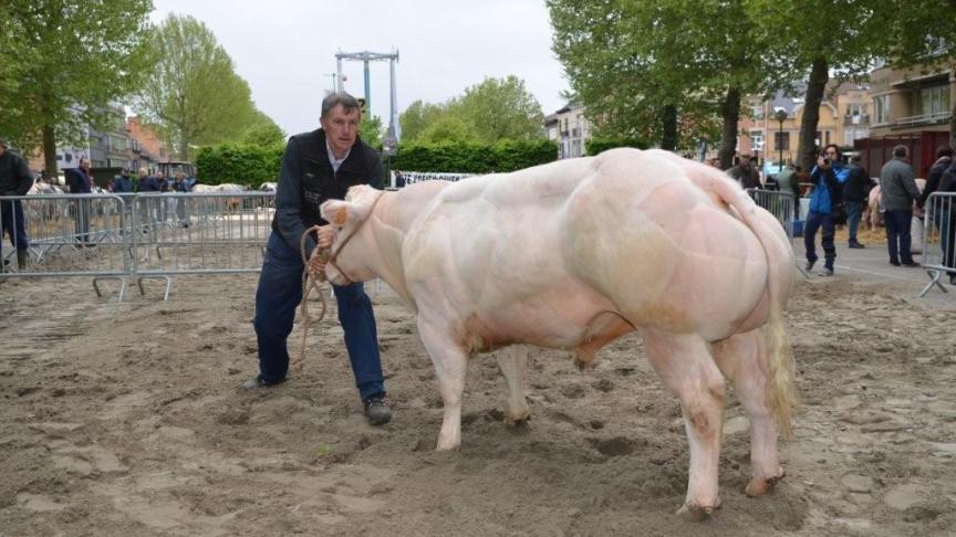 Lothar van Moorsel (v. Fripon), eerste prijs jonge stieren reeks A.  Eig.: Van Der Biest Fr., Aalst.