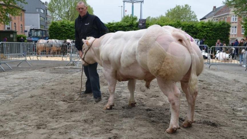 Libido van Moorsel (v. Opaque), eerste prijs jonge stieren reeks B. Eig.: Van Der Biest Fr., Moorsel.