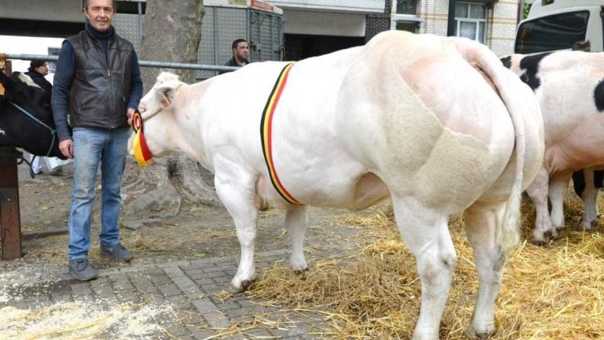 Fiesta des Amandiers (v. Sheriff), kampioene oudere vaarzen. Eig.: Robberechts L., Perk.