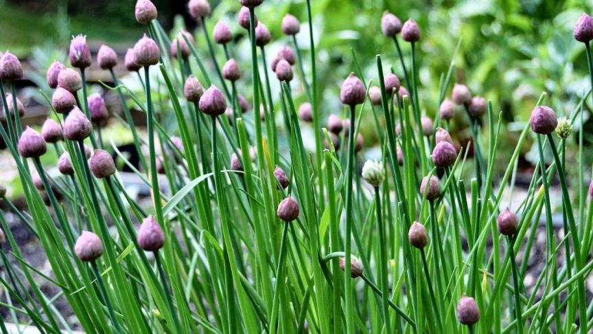 Allium Schoenoprasum of bieslook.