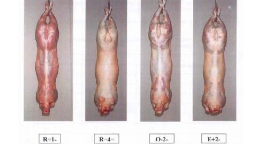 Enkele voorbeelden van karkassen: links matig bespierd (R) en te mager of veel te vet, rechts weinig of sterk bespierd.