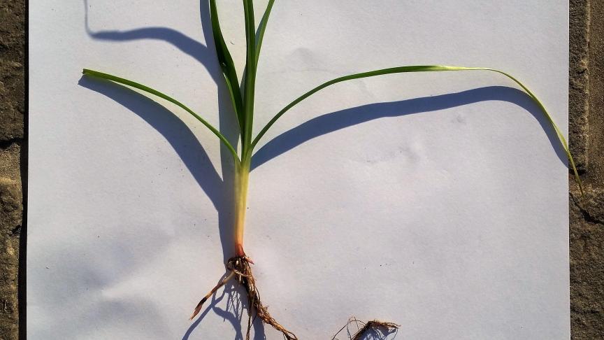 Knolcyperus goed herkennen in het veld is de start om het probleem aan te pakken.