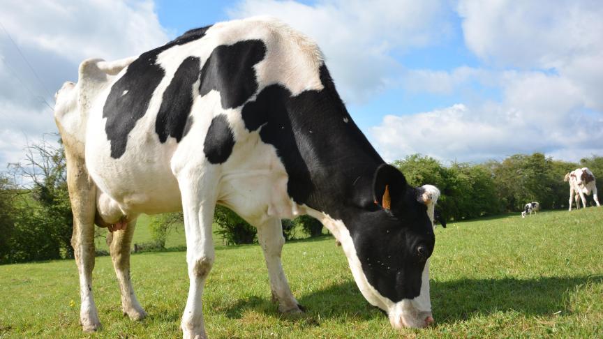 Ondanks het huidig optimisme, blijft de evolutie van de zuivelsector op korte en middellange termijn onzeker.