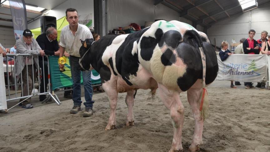 Lexus de Mahoney (v. Charlie), kampioenstier witblauw. Eig.: De Mahoney bvba, Pittem.