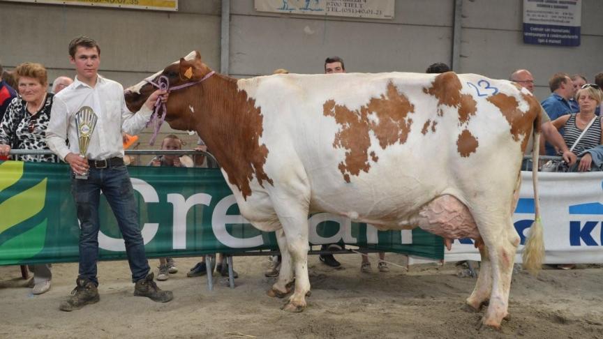Fjodora (v. Zabling), rendementstrofee (5 lact. 2332kg vet en 1.647kg eiwit). Eig.: Vandermeulen G., Markegem.