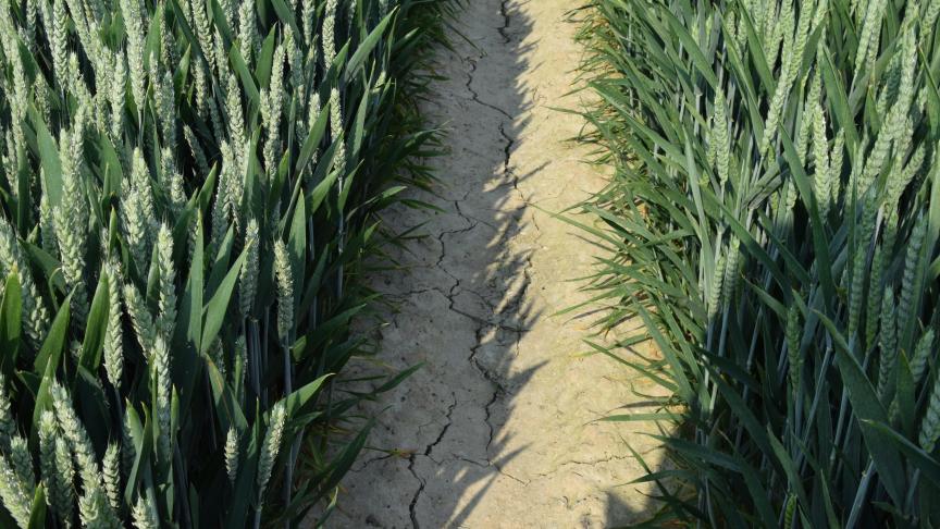 De hogere temperaturen zorgen voor meer verdamping bij de planten, maar ook van het bodemvocht.