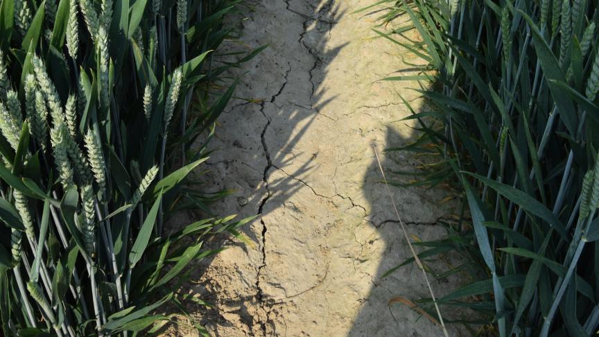 Voor tarwe kan regen al het één  en ander goed maken.