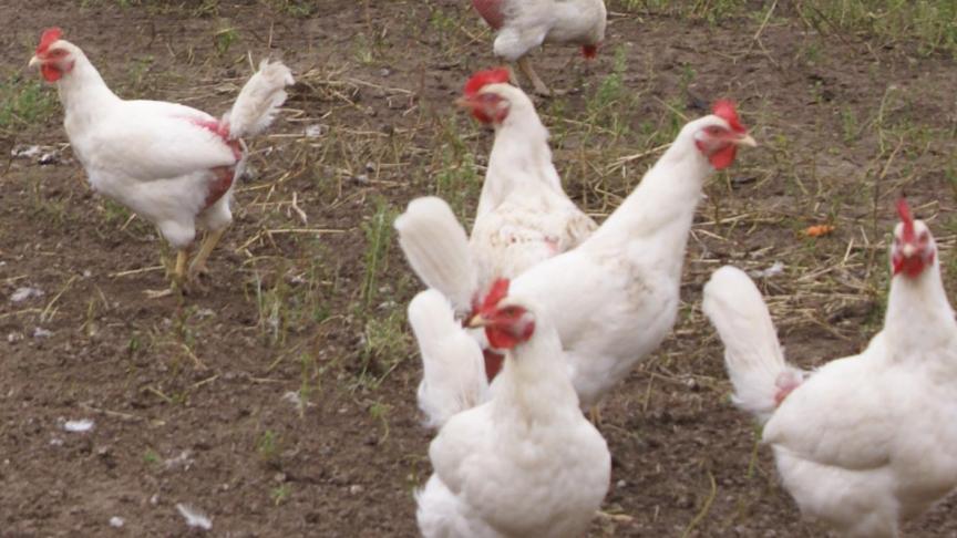 2614 pluimvee buitenloop 1