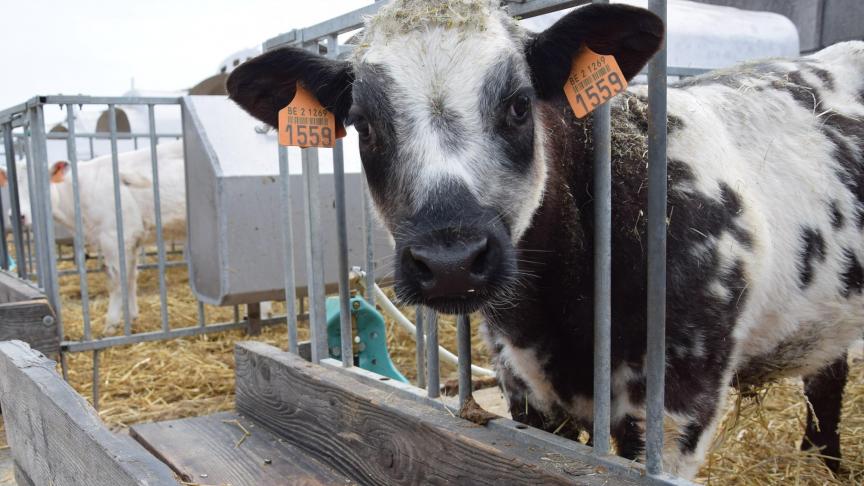 De situatie voor rundvlees is in de eerste maanden van 2017 licht verbeterd.