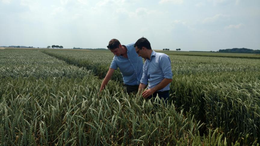 Aveve heeft op haar proefplatform niet enkel rassenproeven aanliggen, ook leggen ze fytoproeven aan. Dit om op te volgen hoe de middelen en de adviezen het doen in het veld.