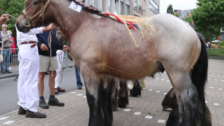 Amedee van de Boterhoeve, eerste prijs bij de hengstveulens geboren in 2016. Eig.: Luc & Ignace Imschoot uit Beervelde.