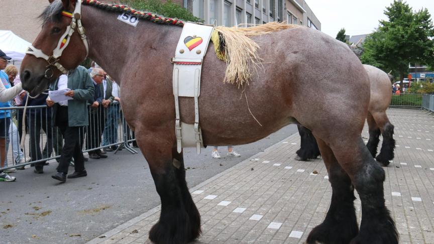 Florence van de Molenput, eerste prijs bij de merries geboren in 2010 en 2011. Eig.: Marnix De Brabander uit Evergem.