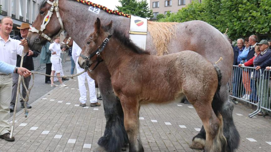 Gwendoline van de Spoorweg, eerste prijs bij de merries met veulen tweede reeks. Eig.: Didier Van Hoorebeke uit Oosteeklo.