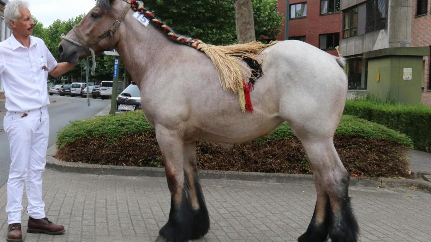 Janne van de Boterhoeve, eerste prijs bij de merrieveulens geboren in 2016 tweede reeks. Eig:. Luc & Ignace Immschoot uit Beervelde.