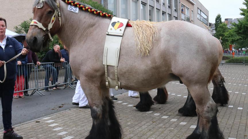 Loes van het Rivierenhof, eerste prijs bij de merries geboren in 2009 en vroeger. Eig.: Luc & Ignace Imschoot uit Beervelde.
