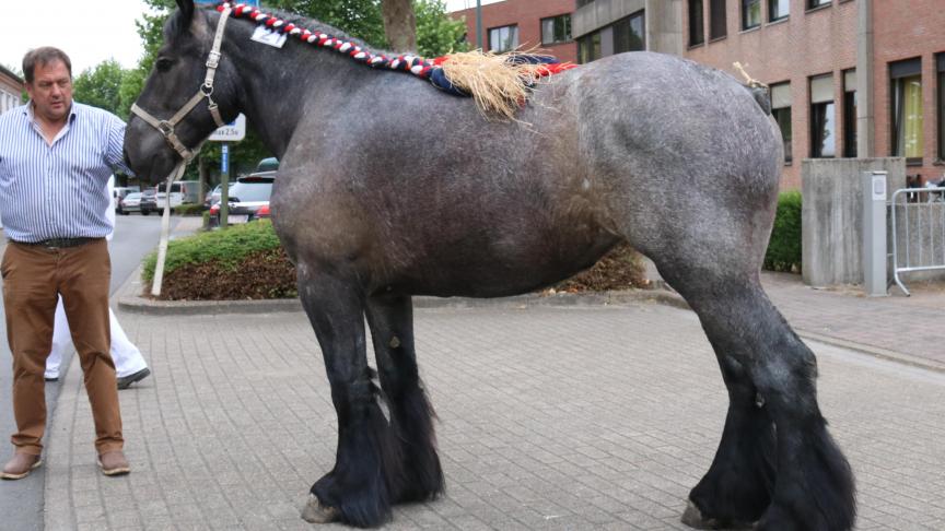 Louise van Keuzegoed, eerste prijs bij de merries geboren in 2015. Eig.: Ludo Musschoot uit Dentergem.