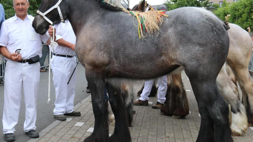 Sien van de Kraaibeek, eerste prijs bij de merrieveulens geboren in 2016. Eig.: Frans Espeel uit Langemark.