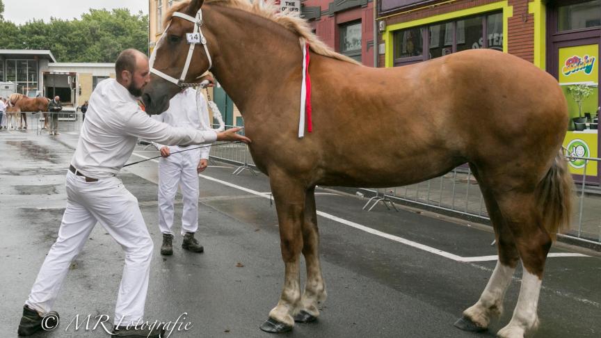 Verona van 't Kaleihof, reekswinnaar tweejarige merries. Eig.: Philip Vandeginste uit Brugge.