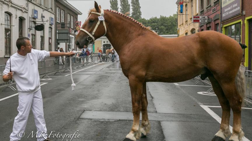 Victoir Declercq, reekswinnaar tweejarige hengsten. Eig.: Jurgen Talpe uit Komen.
