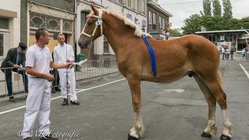 Winston de la Hutte, reekswinnaar jaarlinghengsten. Eig.: Marc Mahieu uit Waasten.