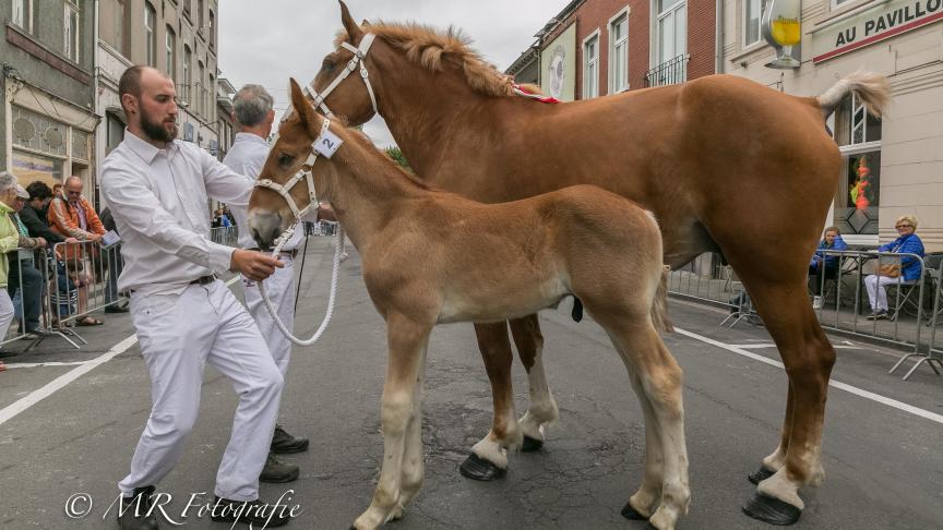 Xeron van 't Kaleihof, reekswinnaar hengstveulens. Eig.: Philip Vandeginste uit Brugge.