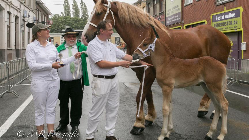 Xtra van Belle, reekswinnaar van merrieveulens en veulenkampioene. Eig.: Sabrina Beck uit Bailleul (Fr).