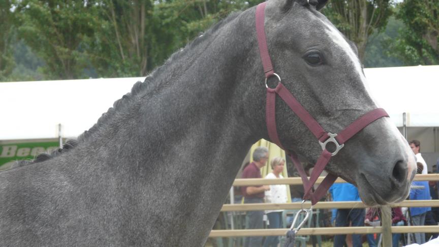 Perle du Maillet bZ, de overtuigende jeugdkampioene.