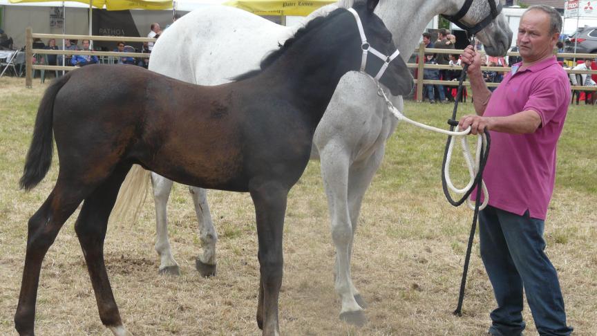 Royal van de Meyhoeve was het beste hengstveulen.