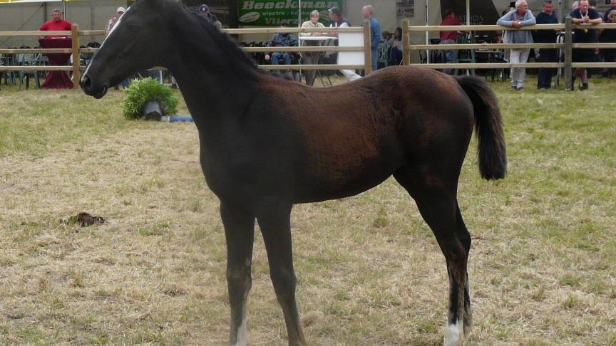 Roxette van de Molenberg, winnares bij de merrieveulens.