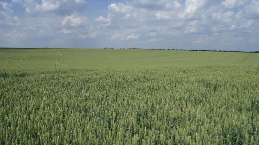 De tarweproductie werd verlaagd van 141.3 Mt vorige maand naar 138.9 Mt.