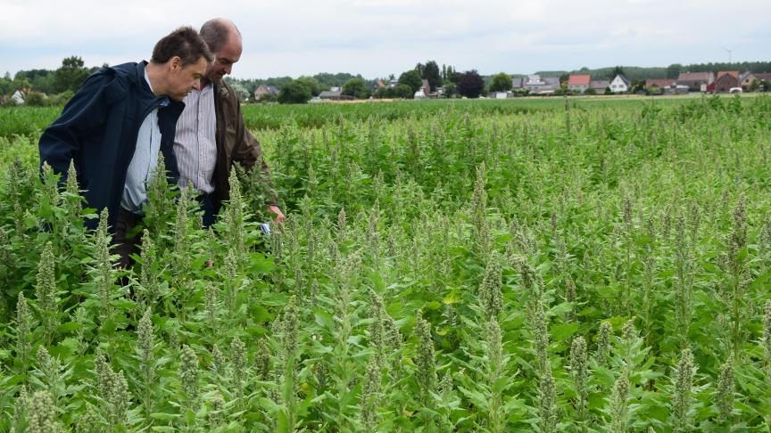 In quinoa blijft de bestrijding van melganzevoet problematisch.
