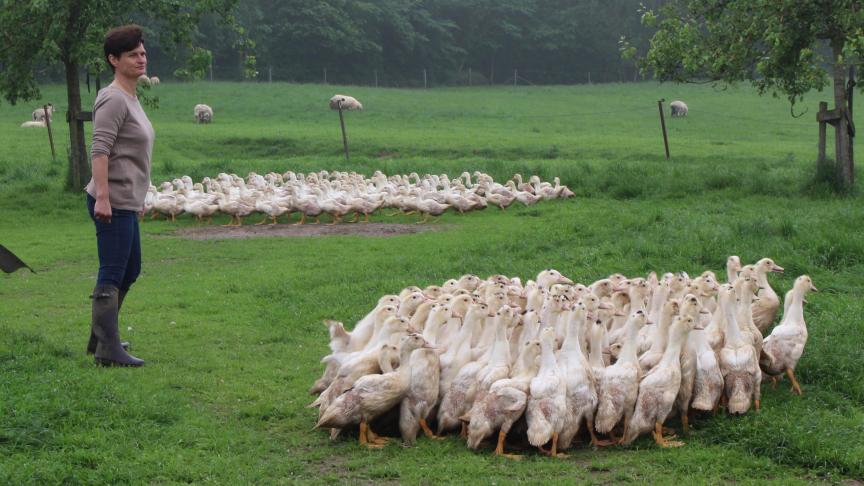 Nadat ze 90% van hun leven in vrijheid leven in open lucht, worden de volwassen dieren gedurende 10 tot 14 dagen vetgemest.