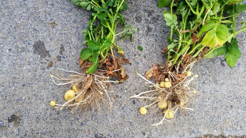 In de aardappelteelt zijn er zorgen om de juiste aanpak van de doorwas.