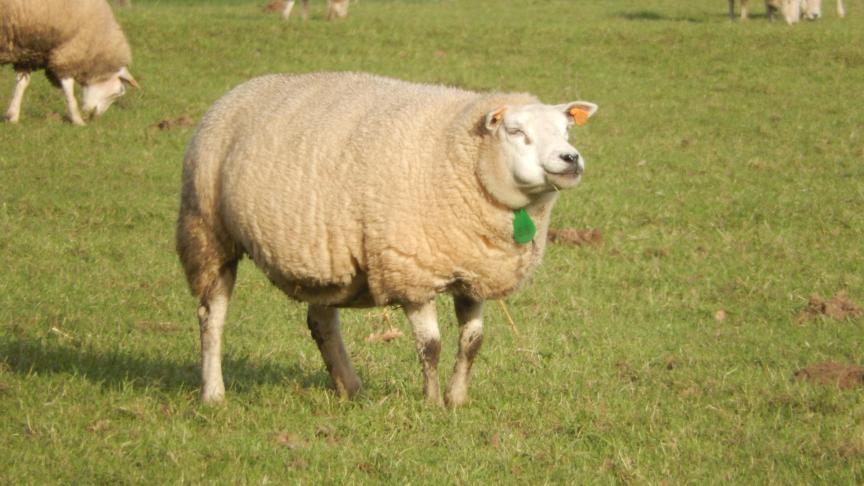 Eerste vereiste om aan bedrijfsregistratie te doen is dat alle dieren herkenbaar zijn via een nummer.