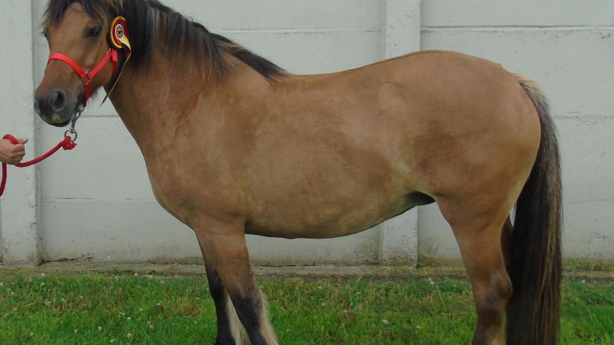 Xinon de Montaveau van P. Scholtes werd uitgeroepen tot algemeen kampioene.