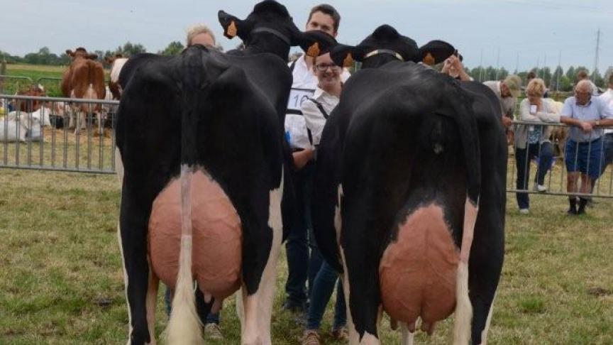 Beste bedrijfslot melkvee. Eig.: Vandewalle-Deraedt LV, Boezinge.