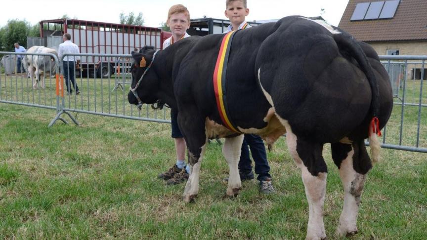 Lucky Luke van het Caloenhof (Ultimo x Adajio), kampioen jonge stieren. Eig.: De Fauw Kr. & Van Renterghem S., Tielt.
