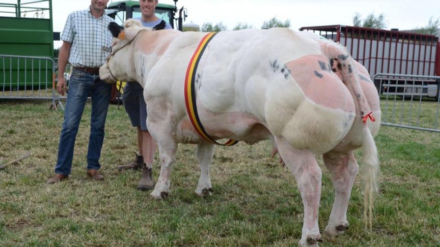 Gabriella van de Slindonkhoeve (Germinal x Harisson), kampioenkoe. Eig.: David L., Tielt.