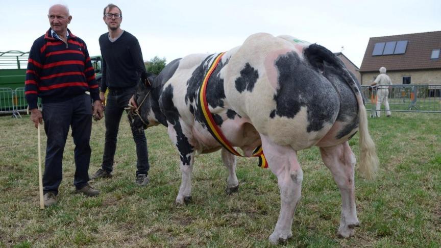 King van Daisel (Casper x Occupant), kampioen middeljonge stieren. Eig.: Goddeeris L., Beerst.