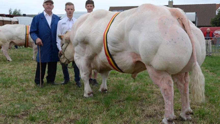 Acajou de Beauloye (Attribut x Secret), kampioen oudere stieren. Eig.: Moenaert Chr., Bovekerke.