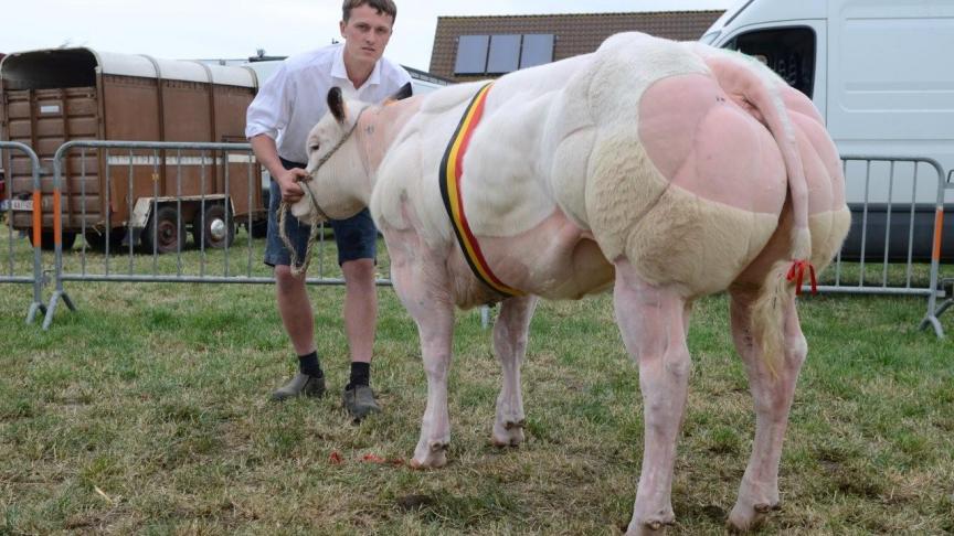 l’Amour de Mahoney (Hazard x Noceur), kampioen vaarzen. Eig.: De Mahoney bvba, Pittem.