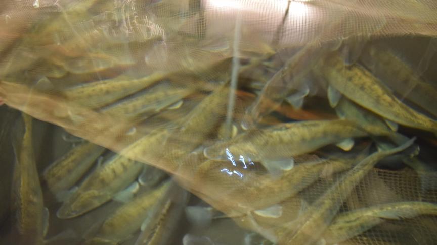 Snoekbaars kent een goede prijs.