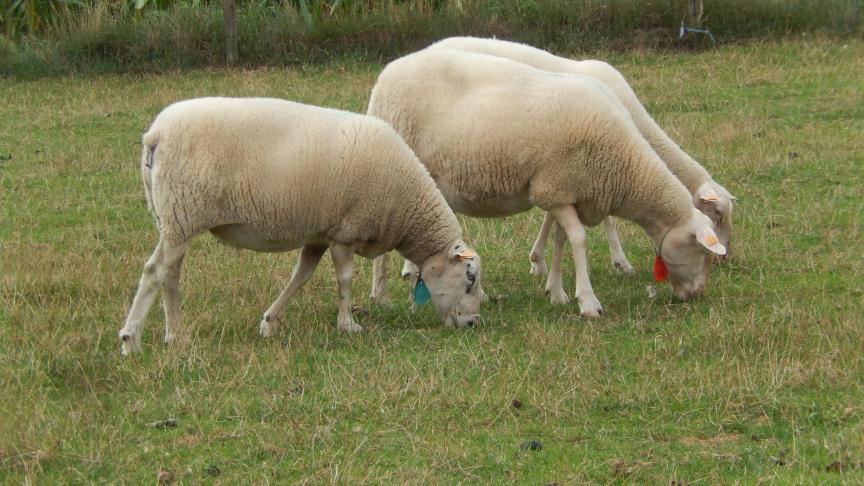 Selecteren kan maar als men diergegevens registreert, én als men vervolgens ook van deze gegevens gebruikmaakt.