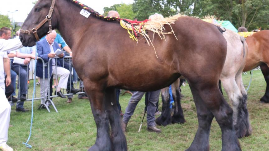 Dorra van ‘t Voldershof, eerste prijs bij de merrieveulens geboren in 2016 tweede reeks. Eig.: Sea-Horse bvba – Deurle.