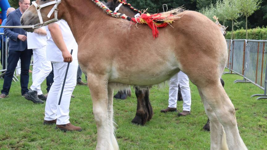 Eva van de Rinkerakker, eerste prijs bij de merrieveulens geboren in 2017 eerste reeks. Eig.: Jens Teerlinck- Kaprijke.