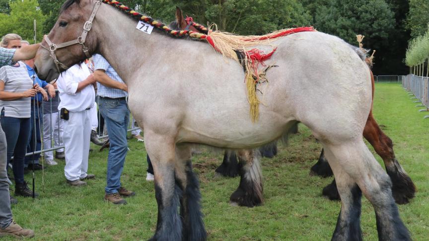 Mabelle van de Boterhoeve, eerste prijs bij de merrieveulens geboren in 2016 1e reeks en tevens kampioene. Eig.: Luc & Ignaece Imschoot, Beervelde.