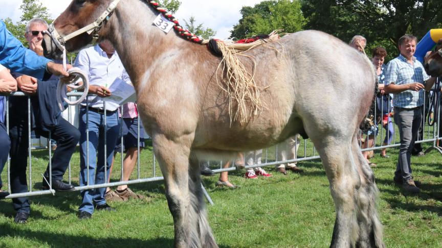 Max van den Houtbriel, eerste prijs bij de hengstveulens geboren 2017 en tevens kampioen. Eig.: Fam. Van Bogaert, Temse.
