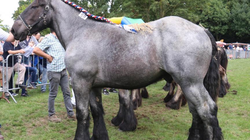 Oscar, eerste prijs bij de hengstveulens geboren in 2016 tweede reeks. Eig.: Remi Verhulst, Sint – Pauwels.