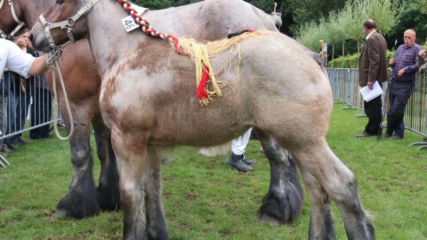 Pommeline van de Spoorweg, eerste prijs bij de merrieveulens geboren in 2017 tweede reeks en tevens kampioene. Eig.: Didier Van Hoorebeke, Oosteeklo.